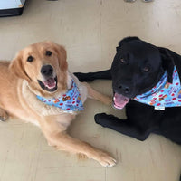 Over the collar dog bandana