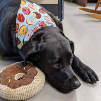 Over the collar dog bandana