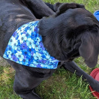 Over the collar dog bandana blue floral